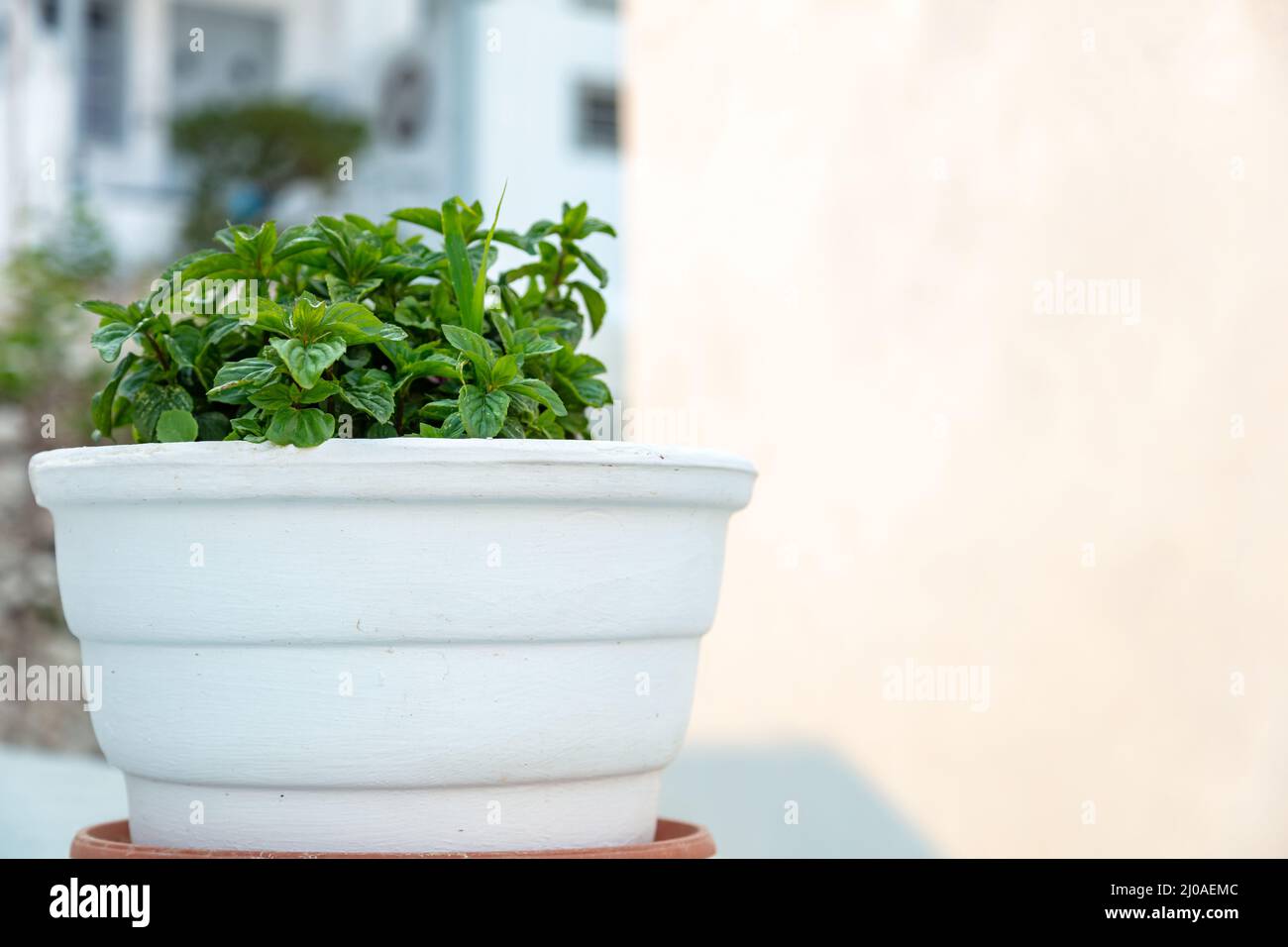 Fresh basil broadleaf green aromatic plant, ocimum basilicum in a ceramic  pot, copy space. Basilic broad leaved mosquito repellent herb Stock Photo -  Alamy