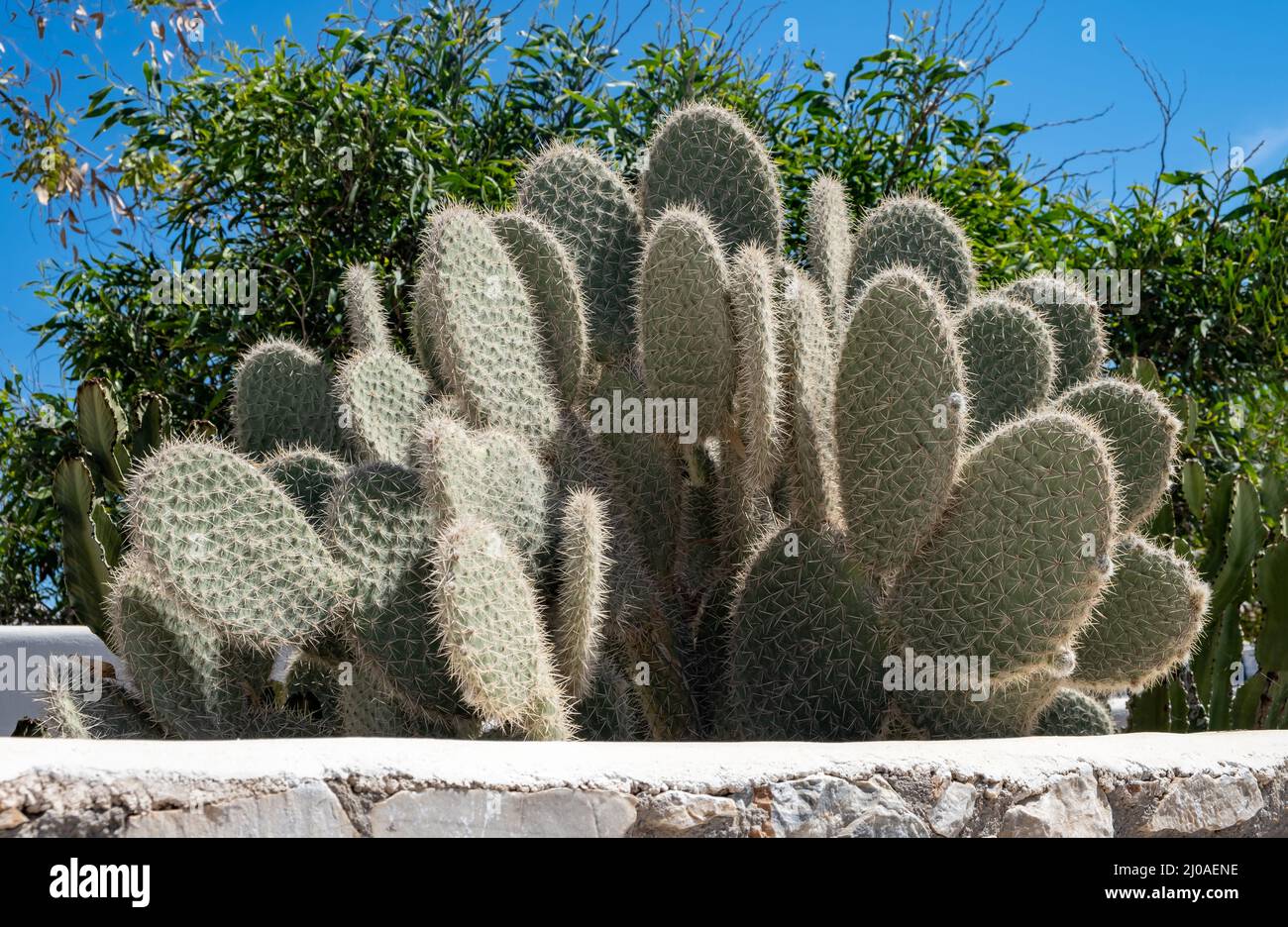 Cactus opuntia, Prickly pear plant, blue sky backgrpund, sunny day. Also known as Angel wing or bunny ears cactus, Mediterranean flora Stock Photo