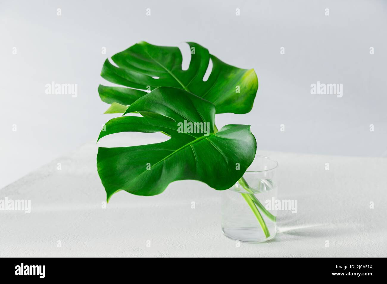 Two Monstera tropical palm leaves in a glass vase on white table ...