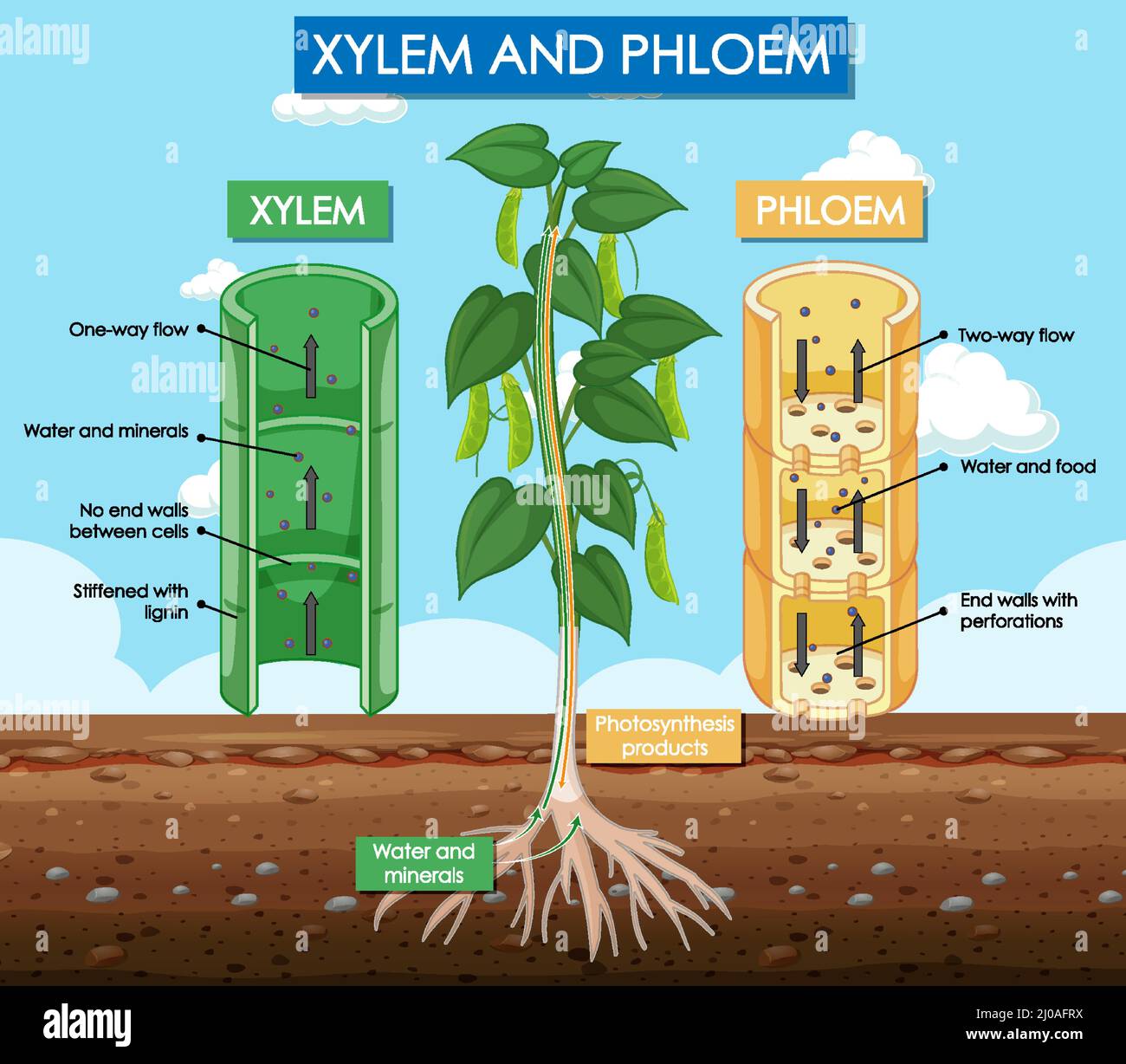 Diagram showing xylem and phloem plant illustration Stock Vector Image