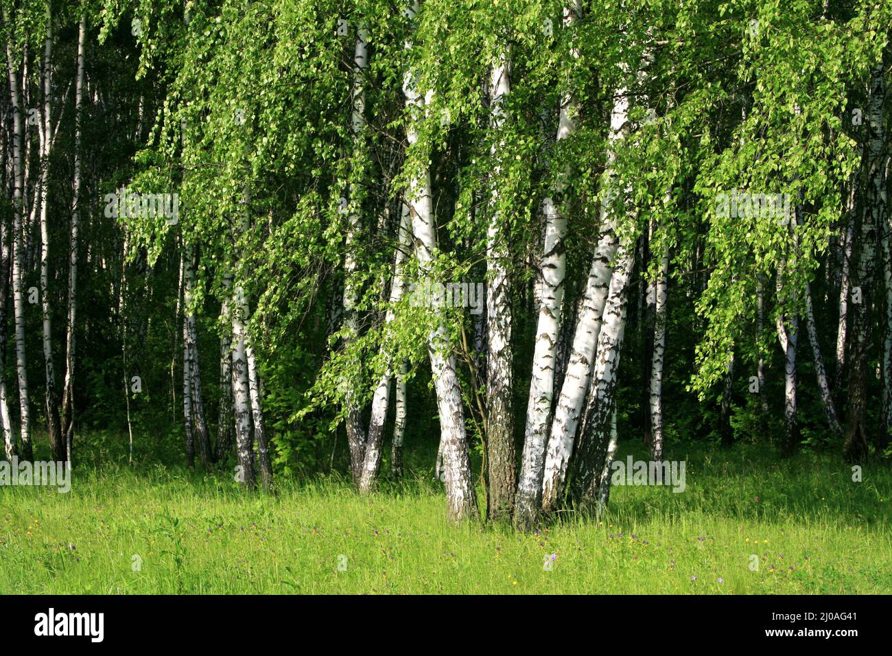 Birch trees with young foliage Stock Photo - Alamy