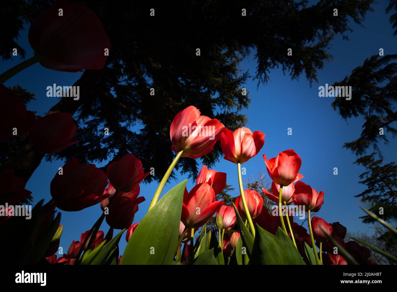 Tulip background photo. Low angle view of red tulips in the park in spring. Spring blossom background photo. Stock Photo