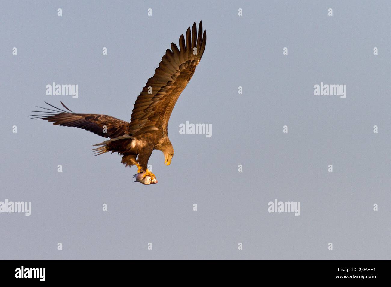 Eagle white tailed eagle hi-res stock photography and images - Alamy
