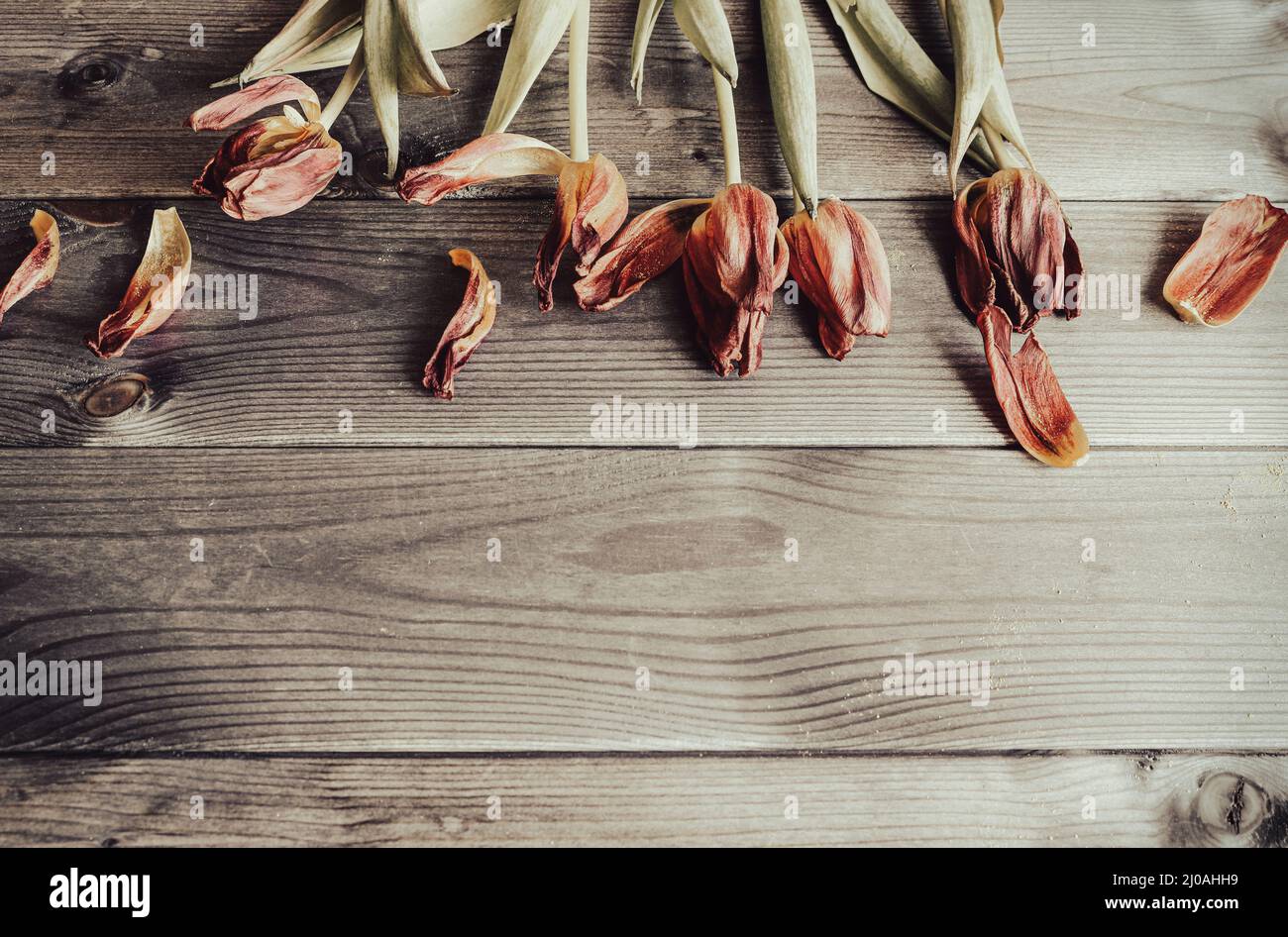 Tulips and petals on a wooden background. Floral frame in grunge style. Stock Photo