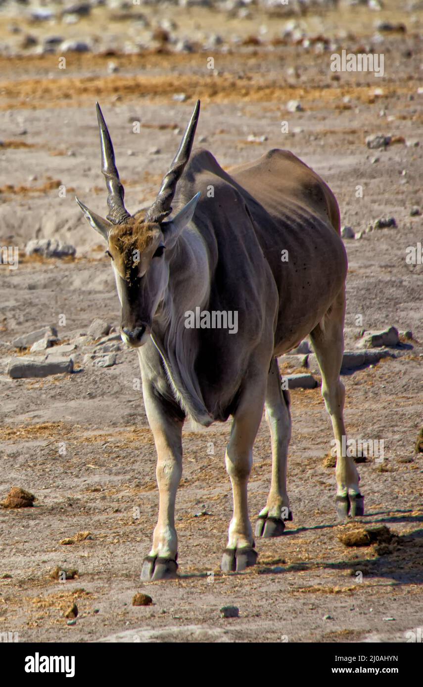 Big eland near a waterhole at etosha national park namibia Stock Photo
