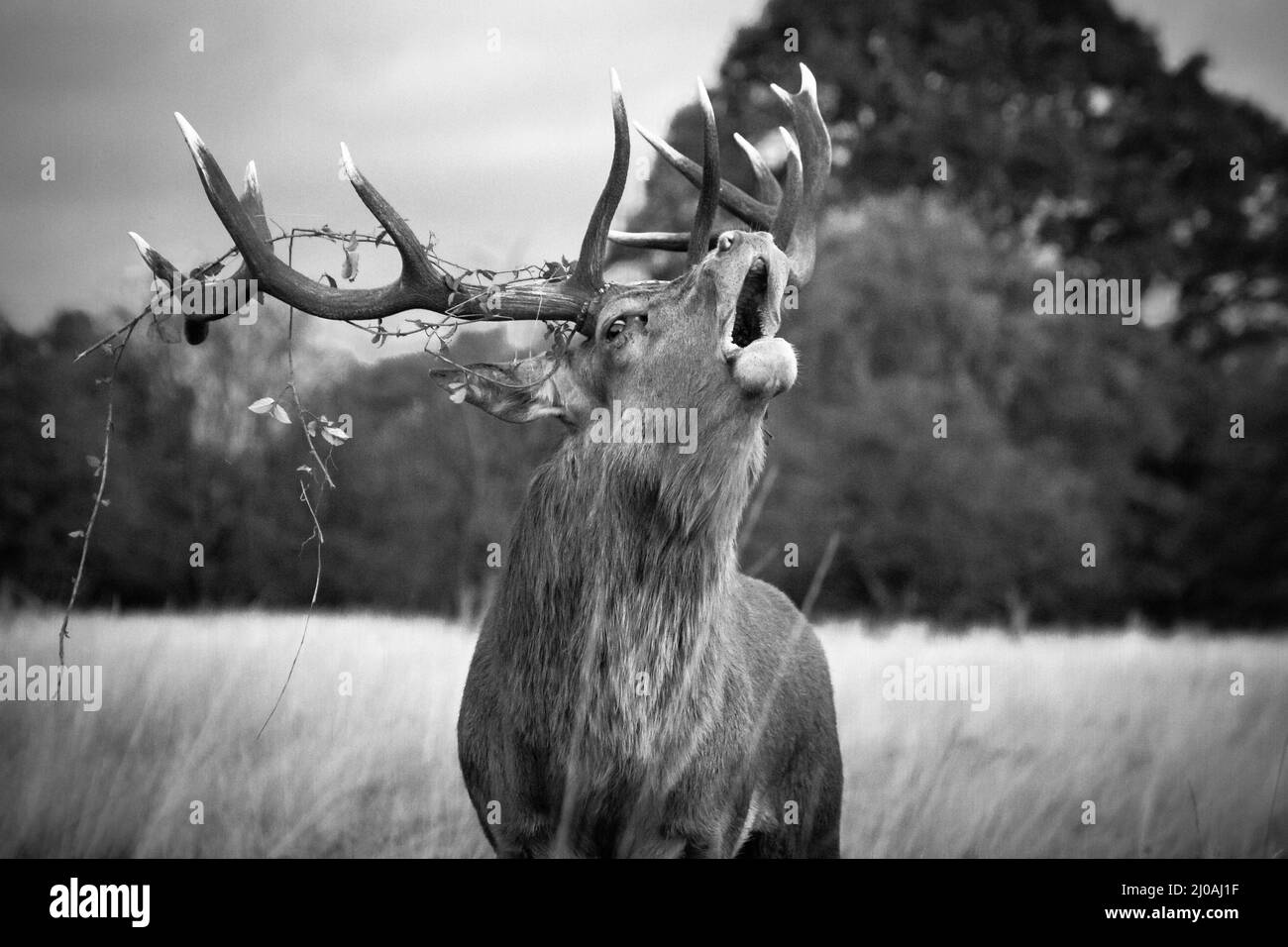 Powerful black and white image of a red deer stag (Cervus elaphus) bolving during the rutting season in the grassland of Bushy Park, London Stock Photo