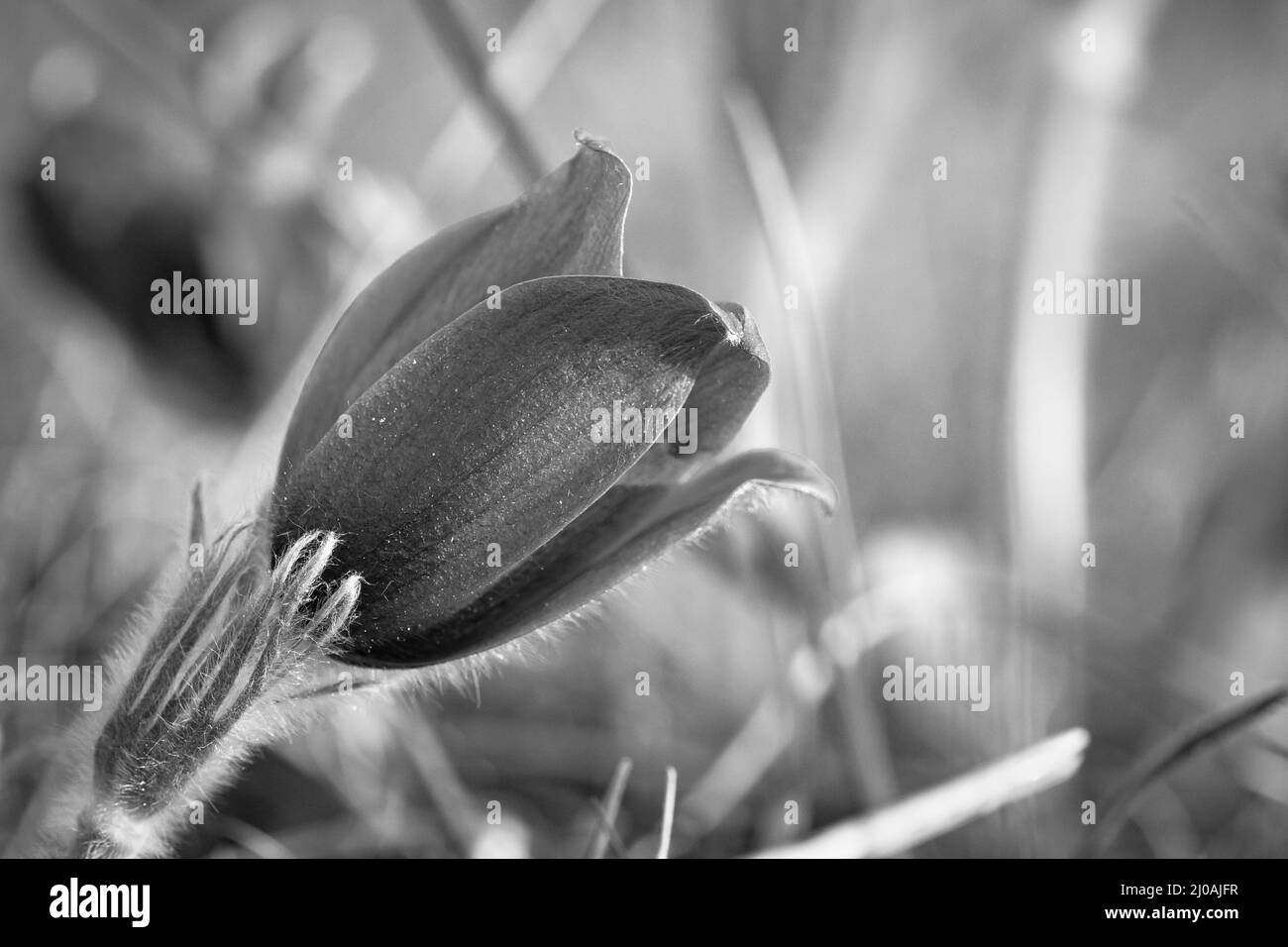 Black and white image of the pretty Pasque flower (Pulsatilla vulgaris) growing on the grassy meadow of Therfield Heath in Hertfordshire Stock Photo