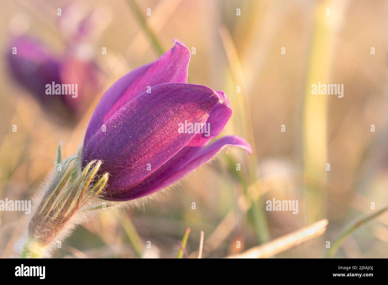 The purple and pink Pasque flower (Pulsatilla vulagris) grows in the grassland of Therfield Heath in Hertfordshire Stock Photo