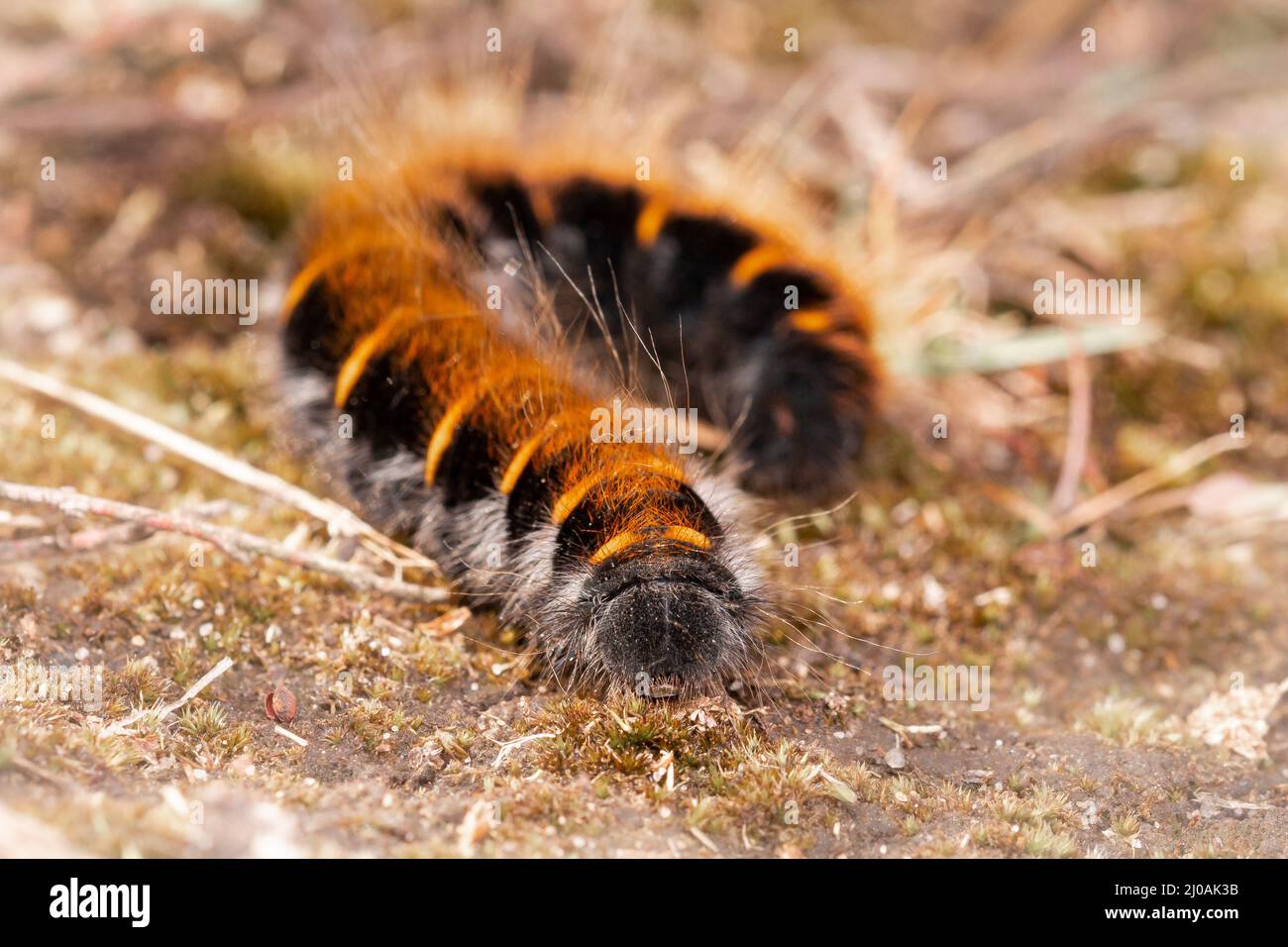 Fox moth caterpillar (Macrothylacia rubi) running across the mossy ground to find a new source of food within the Suffolk heathland Stock Photo