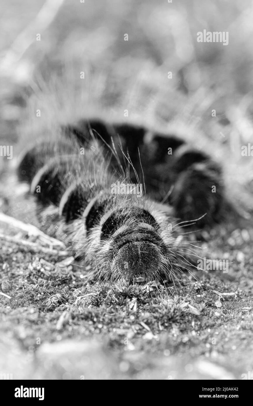 Fox moth caterpillar (Macrothylacia rubi) in black and white as it walks across the moss covered heathland ground at Cavenham Heath in Suffolk Stock Photo