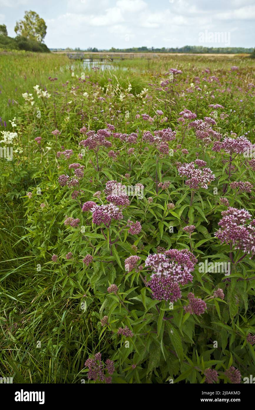 Tall forb cummunity with Eupatorium & Filipendula Stock Photo