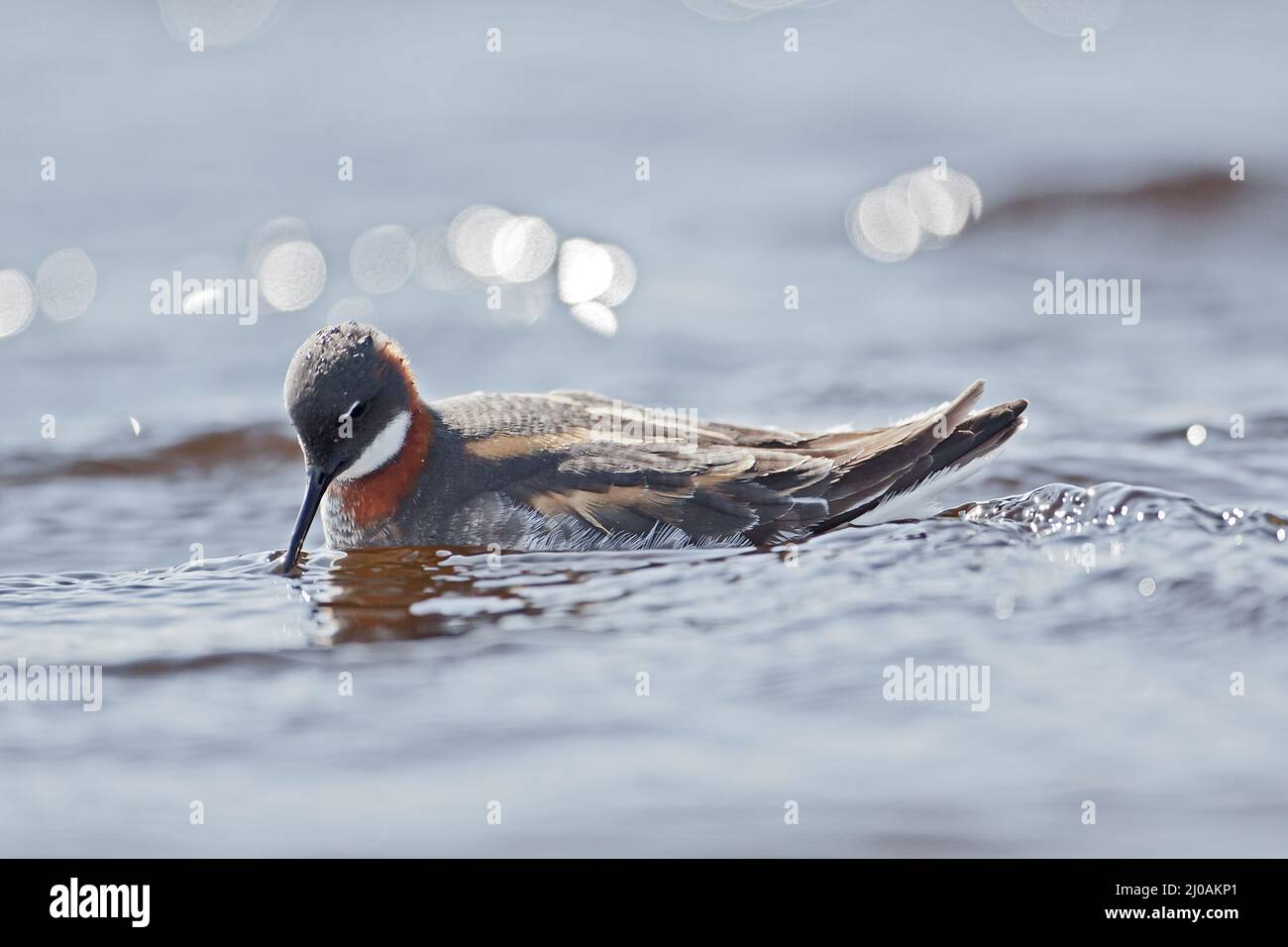 Phalaropus lobatus, Red-necked Phalarope, female Stock Photo