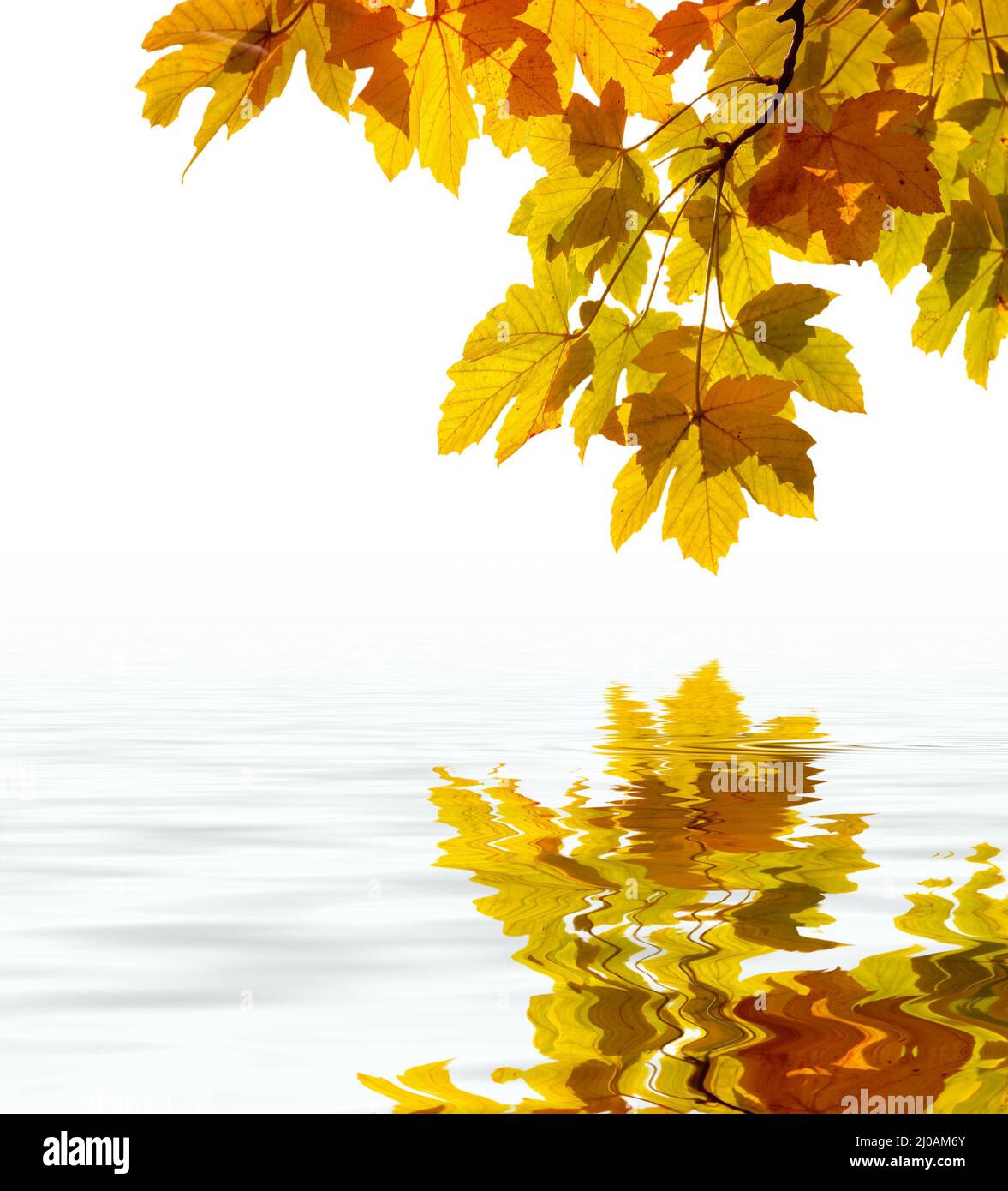 Leaves reflecting in the water Stock Photo