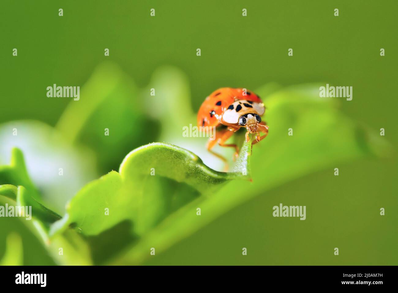 Ladybug sitting on a green grass Stock Photo