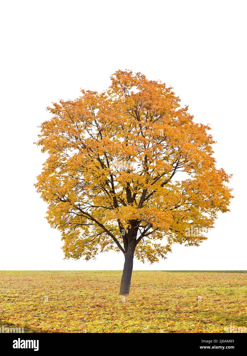 Autumn tree in a white background Stock Photo