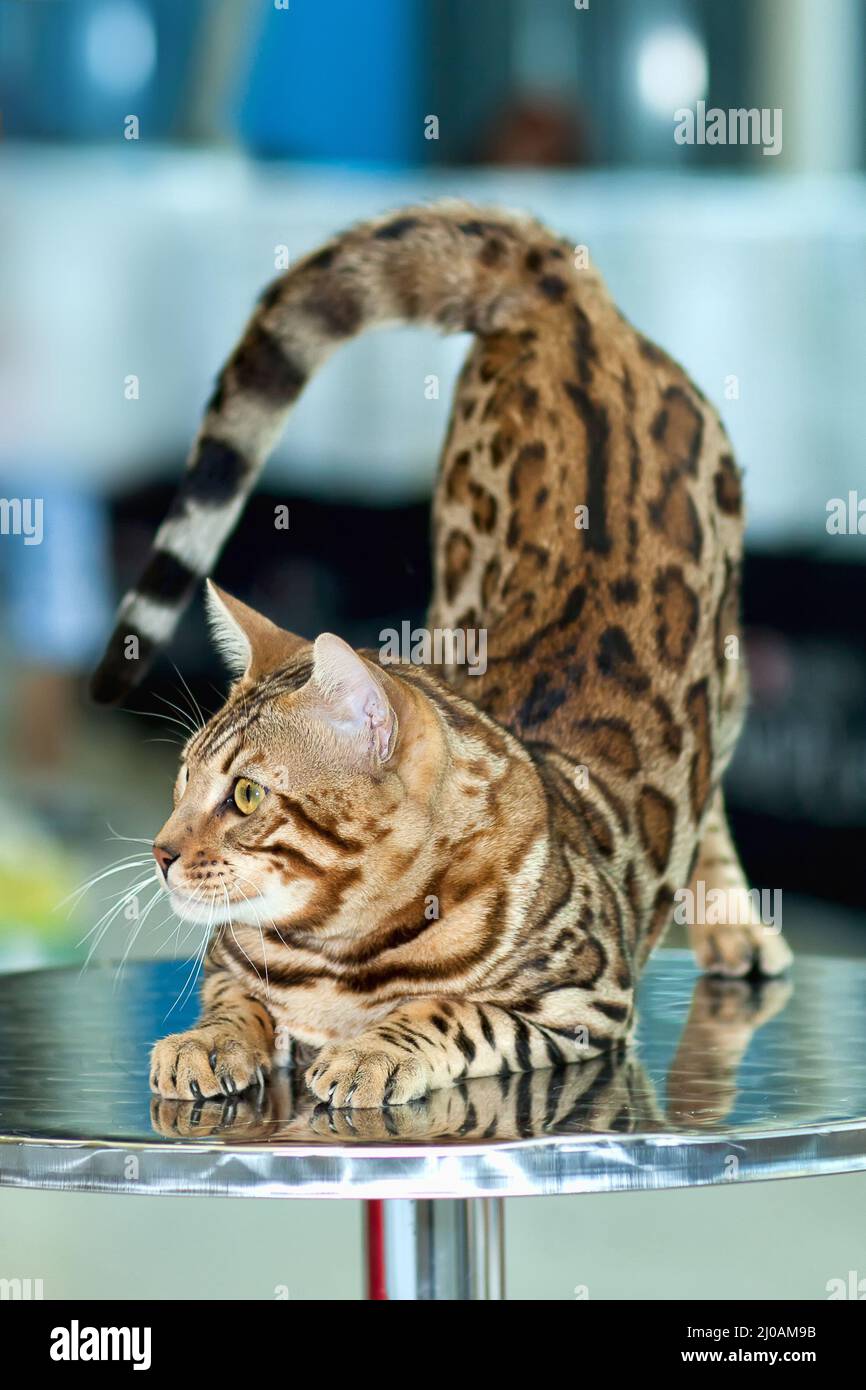 Pretty striped cat on the show Stock Photo