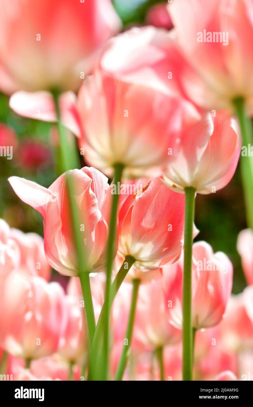 Closeup beauty pinked tulips - shallow DOf Stock Photo