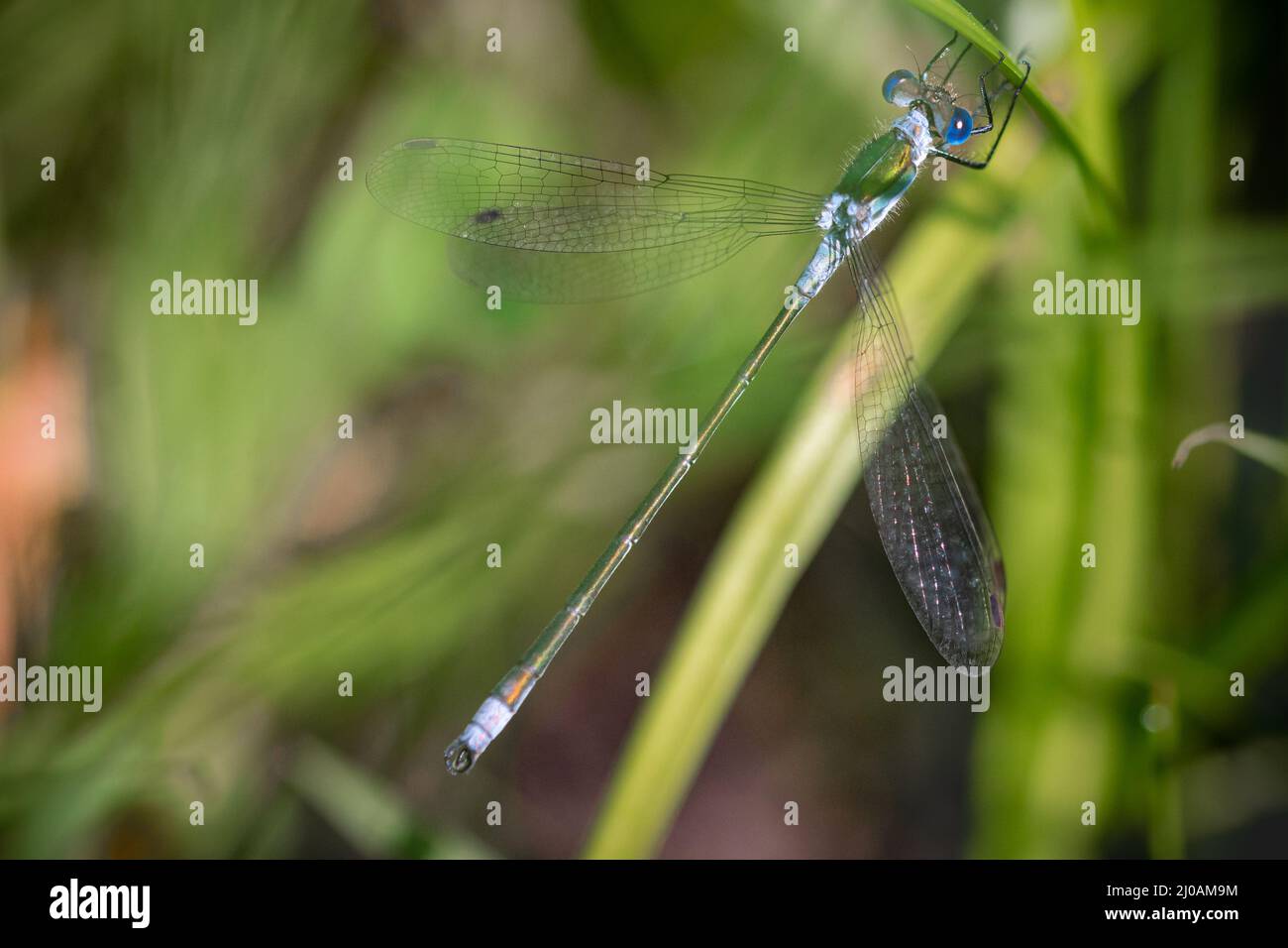 The female scarce emerald damselfly (Lestes dryas) rests in the grassy vegetation of the wetlands at Thompson Common, Norfolk Stock Photo