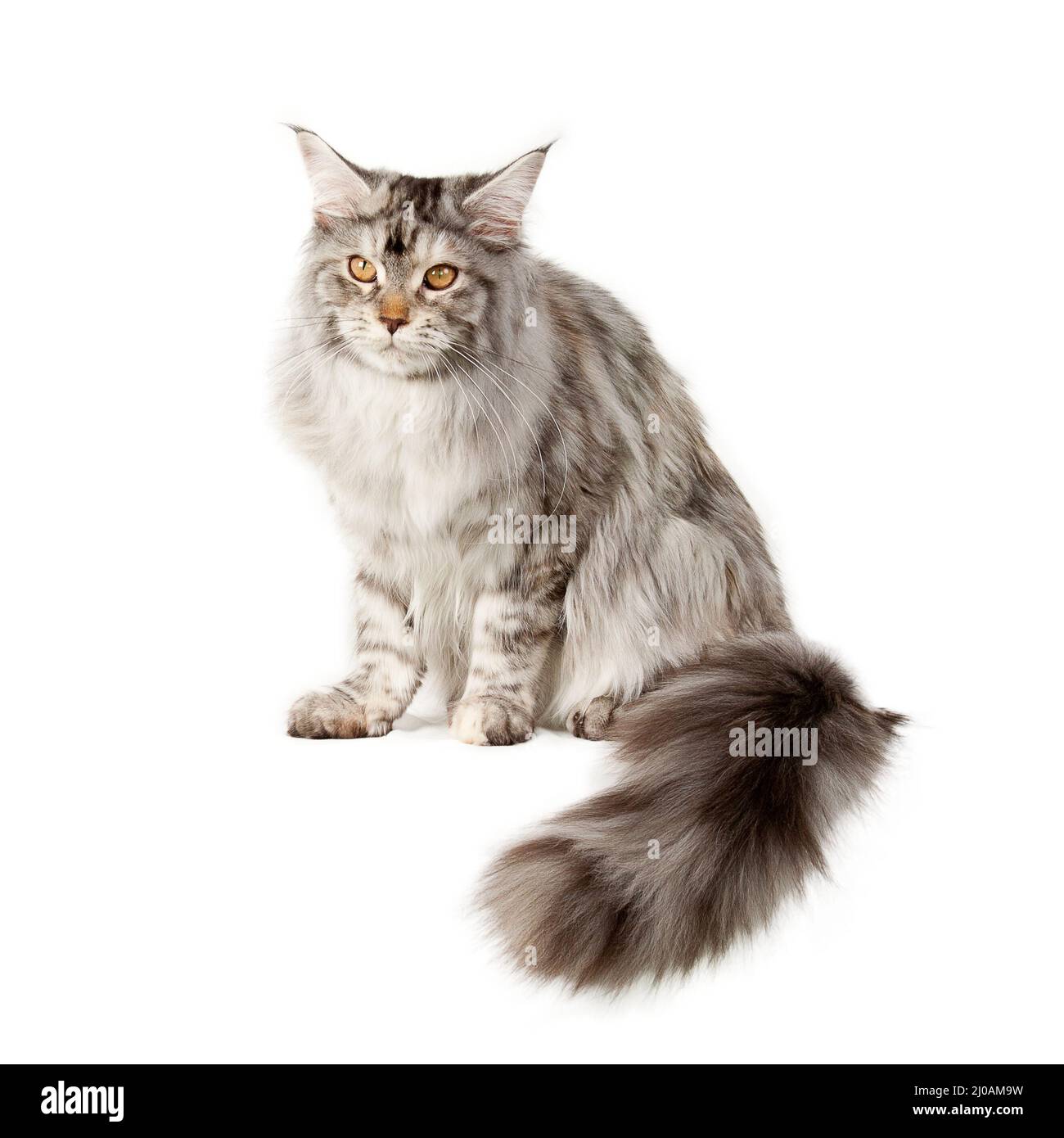 Portrait of sweet pet cat Stock Photo
