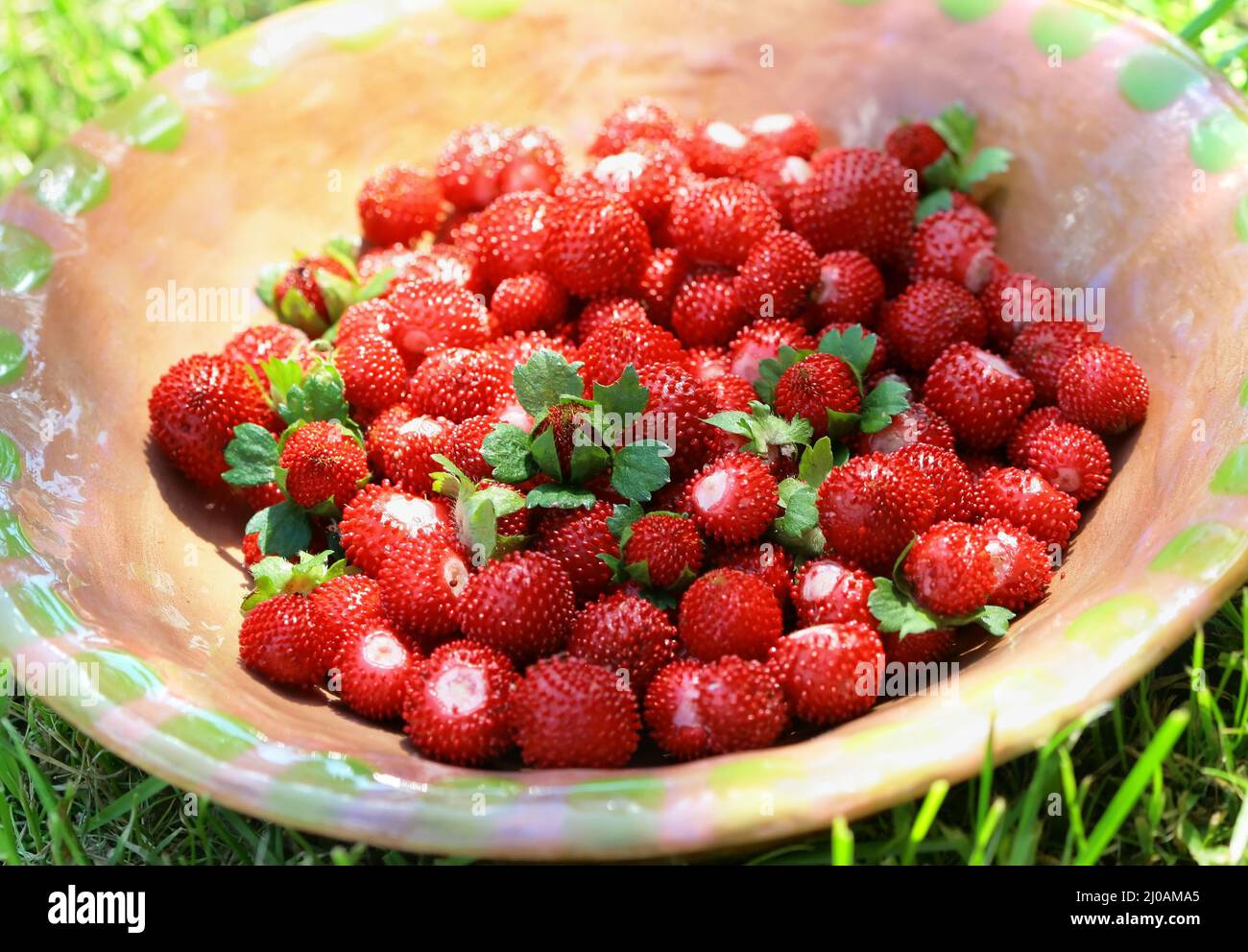 Details of red wild strawberry Stock Photo - Alamy