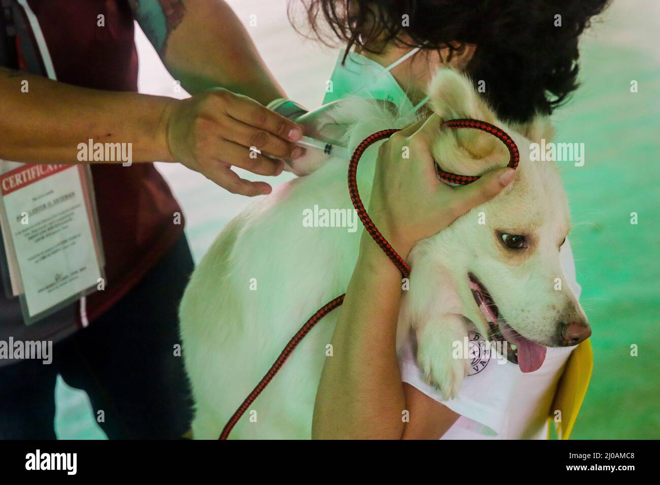 Epic Rabies Mar Quezon City. 18th Mar, 2022. A pet dog receives a free dose of rabies ...