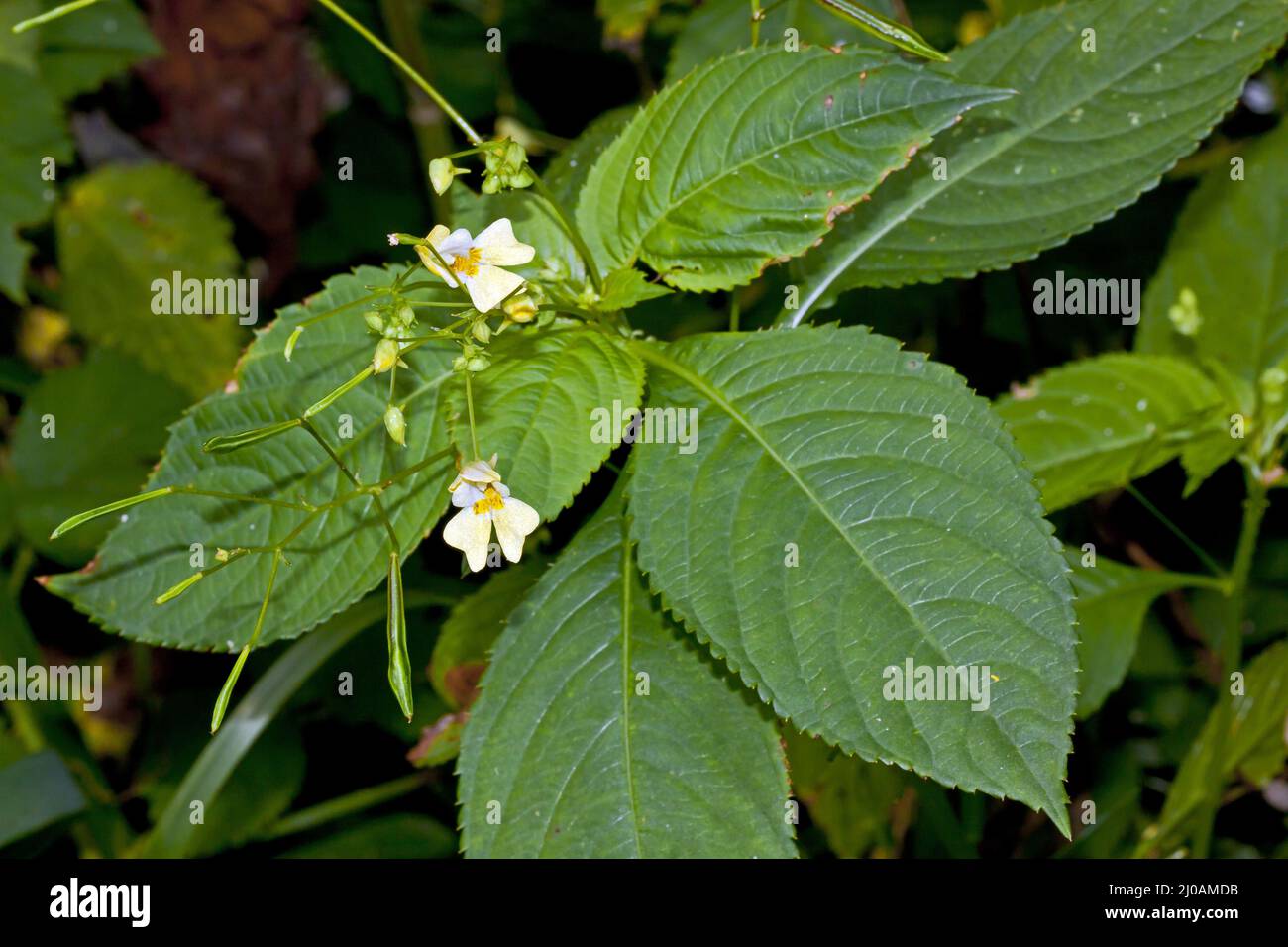 Impatiens parviflora, Small-flowered Touch-me-mot Stock Photo