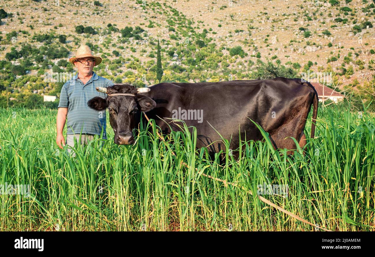 Farmer on a field with the dairy cows in their family farm Stock Photo ...