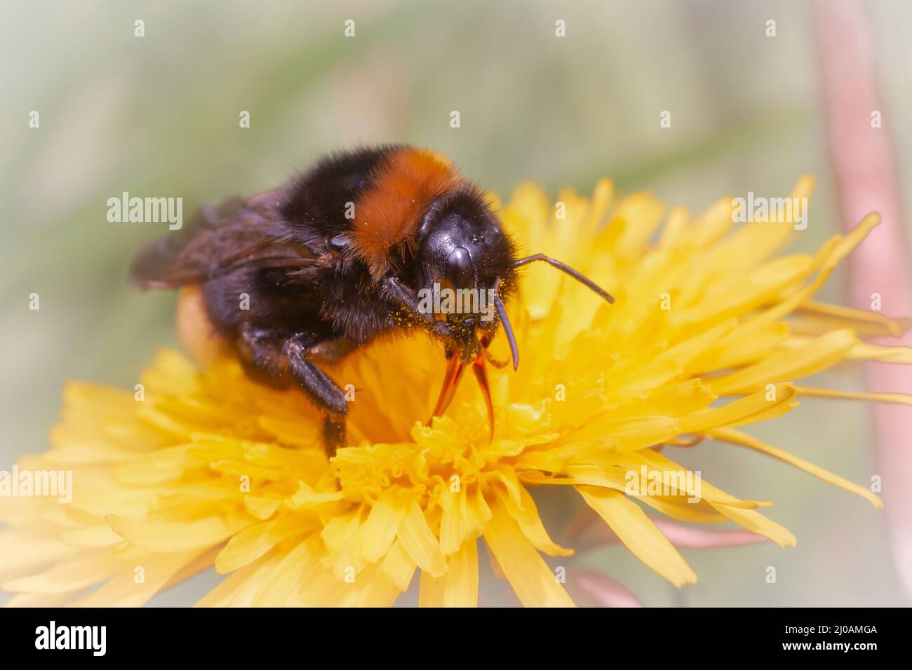 A queen Tree bumblebee (Bombus hypnorum) feeds in the early Dandelion flowers growing at Wayland Wood, Norfolk Stock Photo