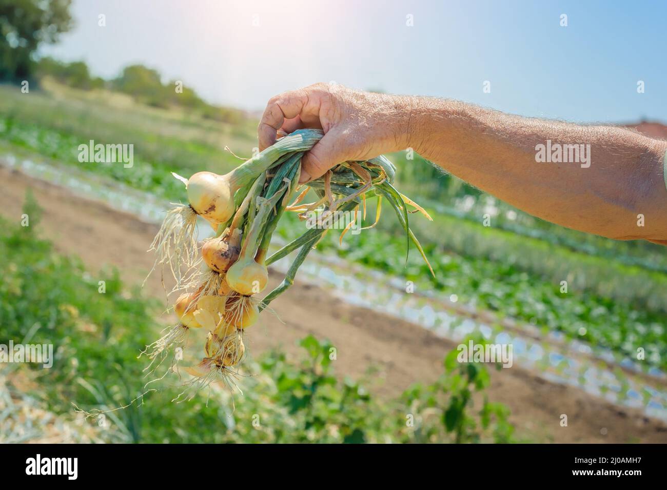 Hand picking onions hi-res stock photography and images - Alamy