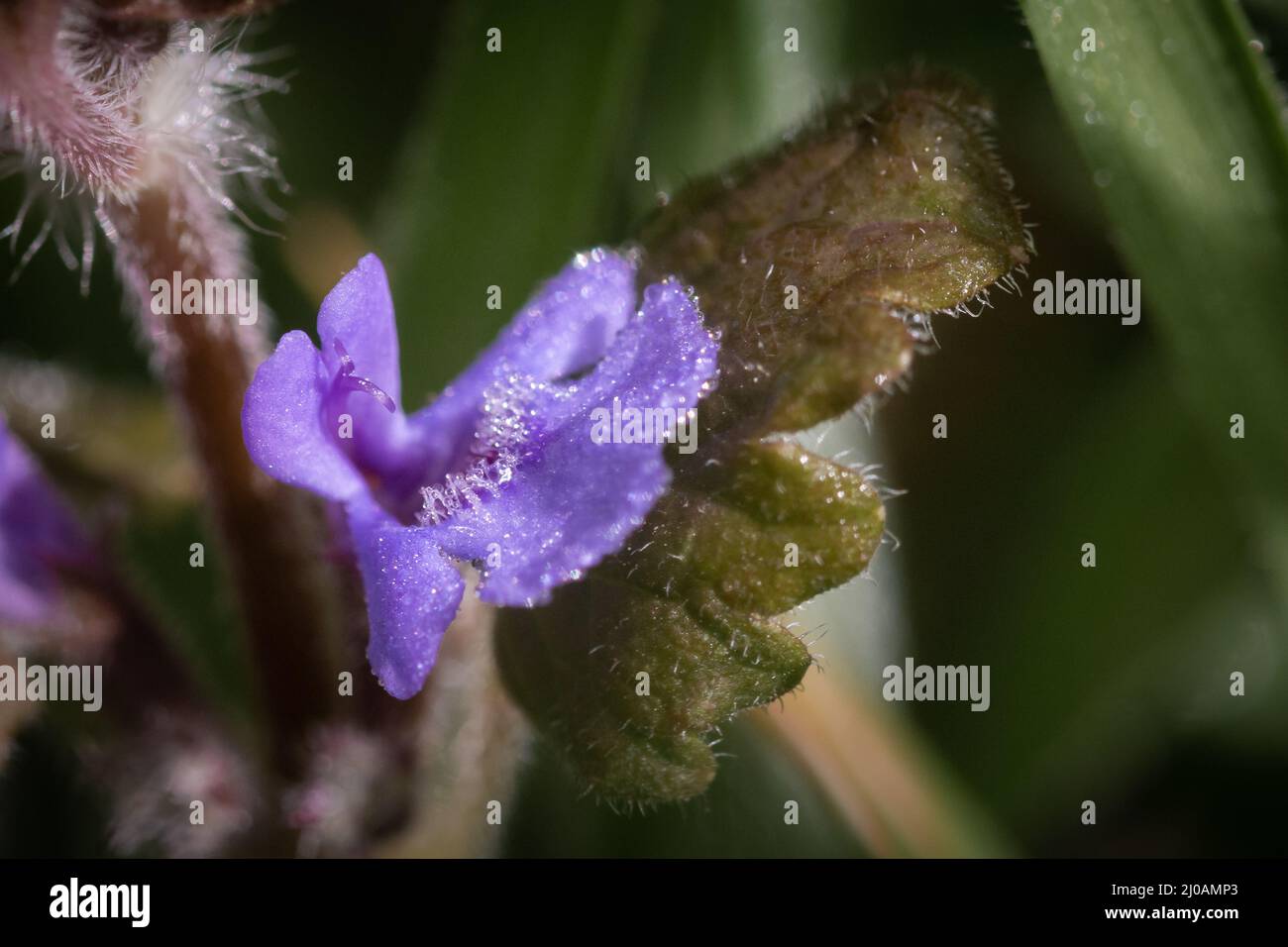 Close up image of the flower of a ground ivy (Glechoma hederacea) showing the dew covered hairs that cover the petals and catch the insects as they enter. Found at Wayland wood in Norfolk Stock Photo