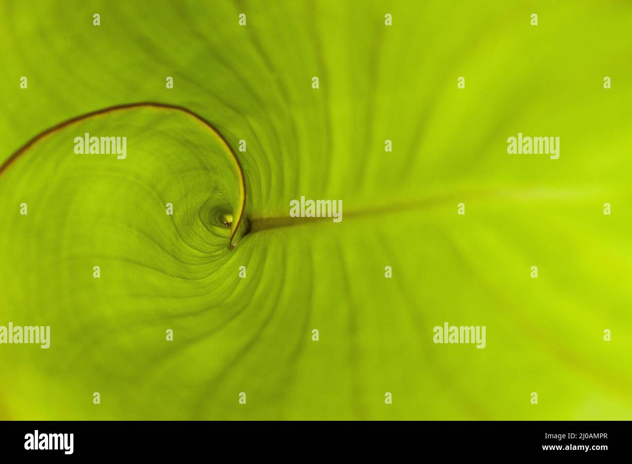 Close up Green Tropical Plant Stock Photo - Alamy