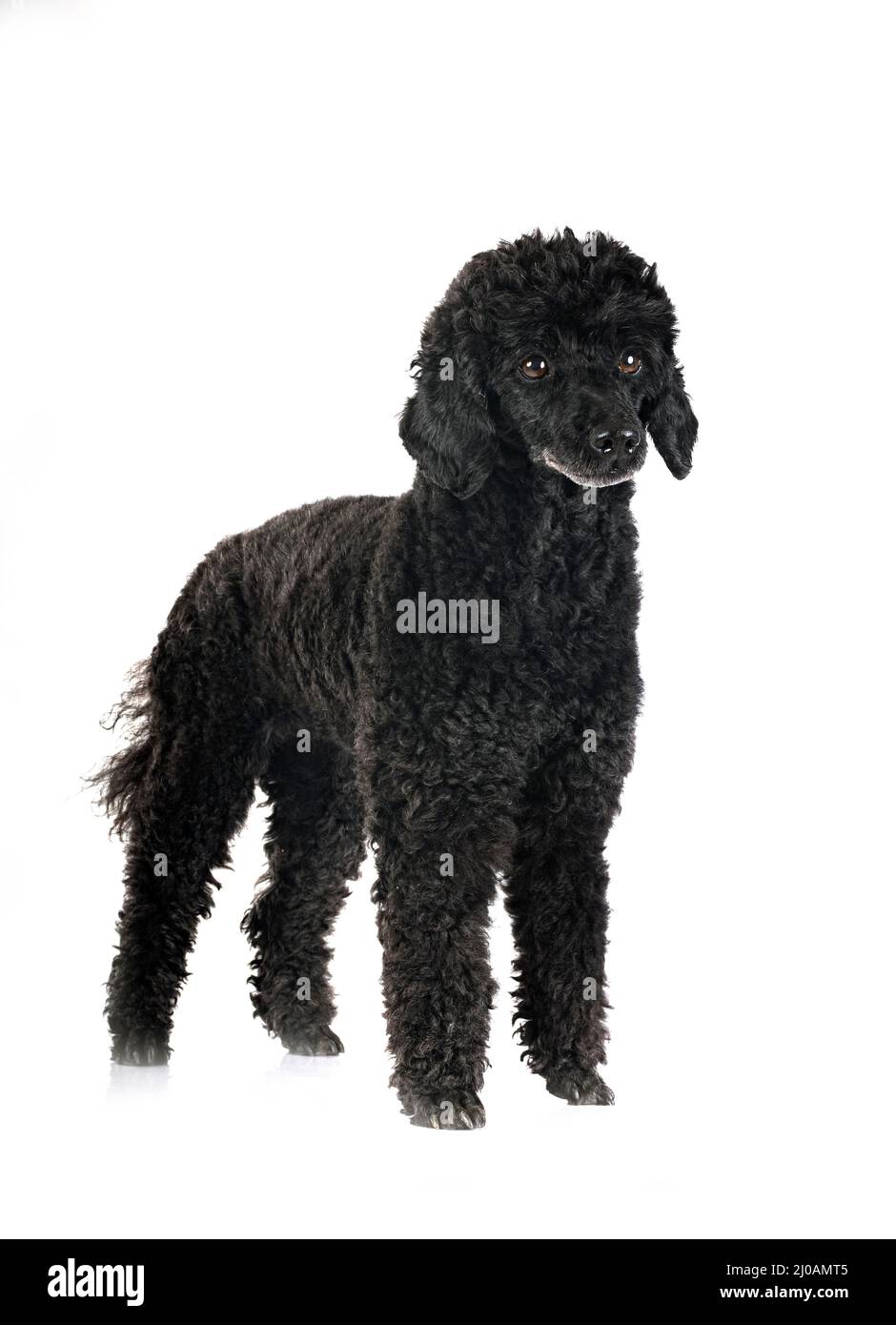 black poodle in front of white background Stock Photo - Alamy