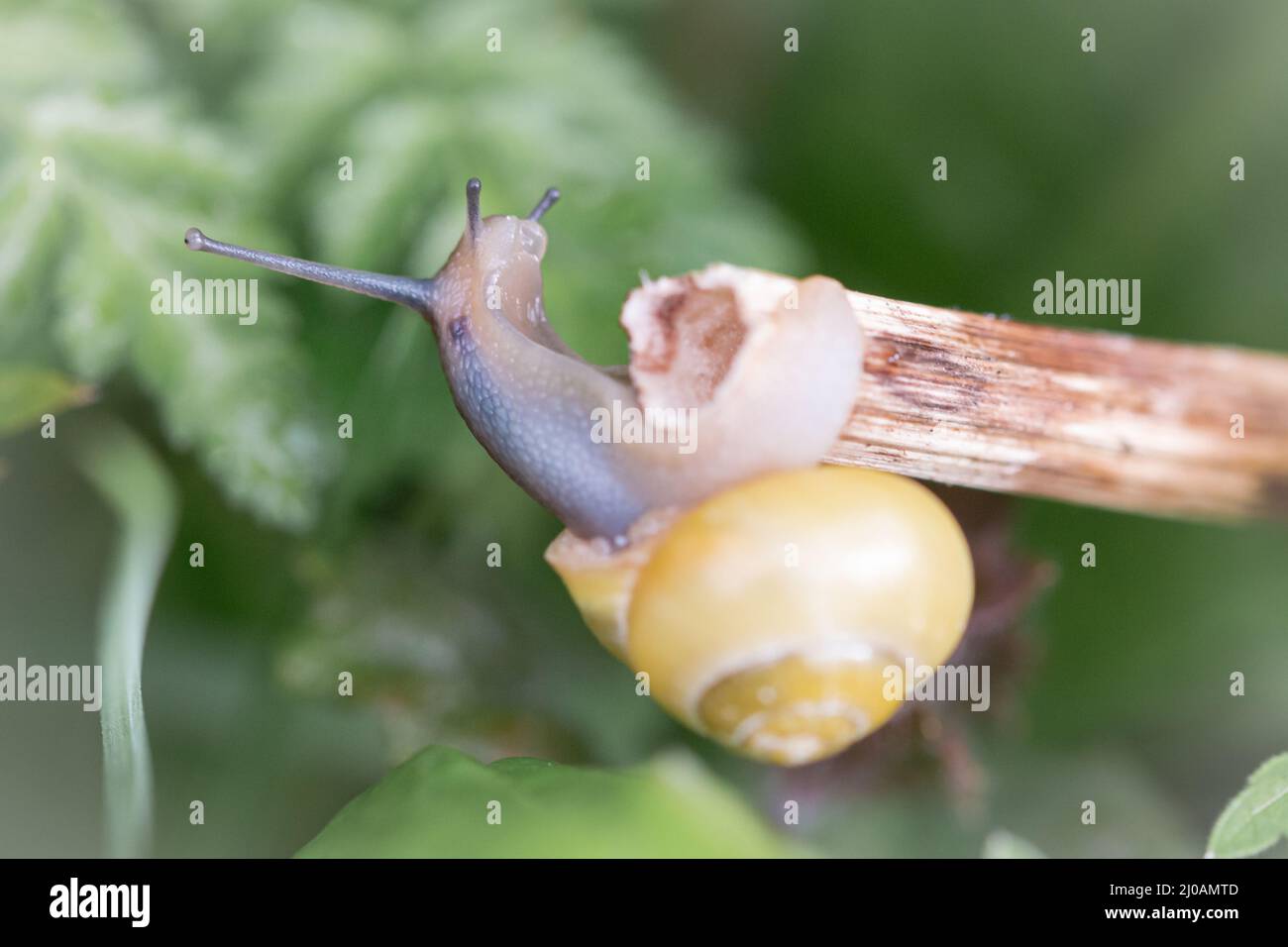 A lemon snail (Cepea nemoralis) reaches for further vegetation when reaching the end of the stem it had been moving along in the Spring at Wayland Wood in Norfolk Stock Photo