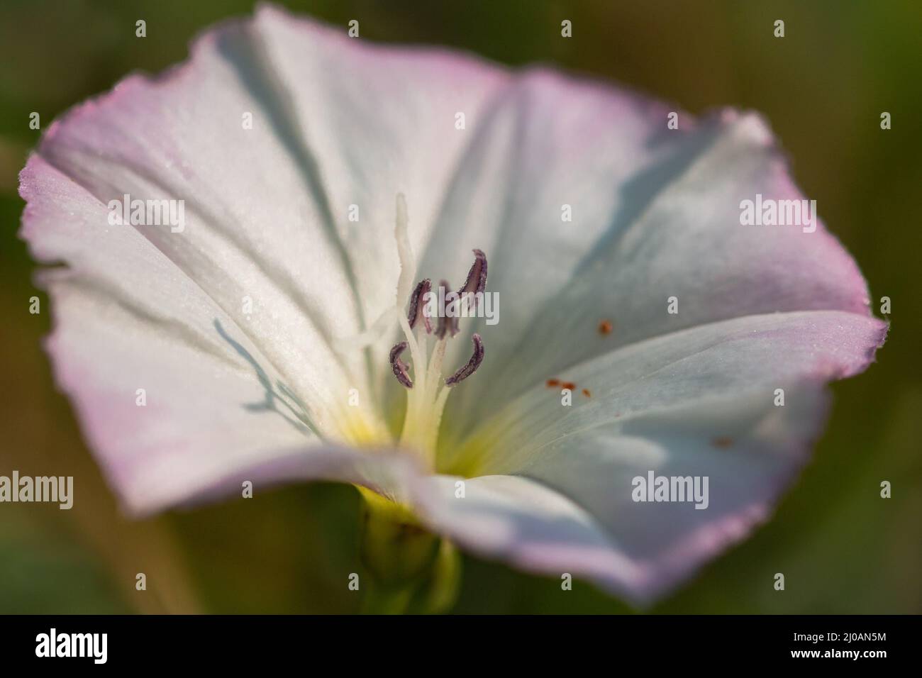 Field Bindweed Convolvulus Arvensis Shows Its Large White And Pink Field Bindweed Convolvulus Arvensis Shows Its Large White And Pink