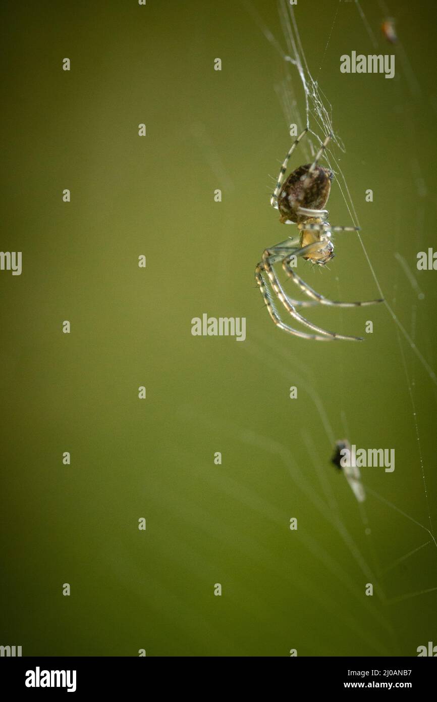 Close up image of an orb weaver spider (Metellina mengei) waiting on its spider web on a footpath near to Watchet, West Somerset Stock Photo