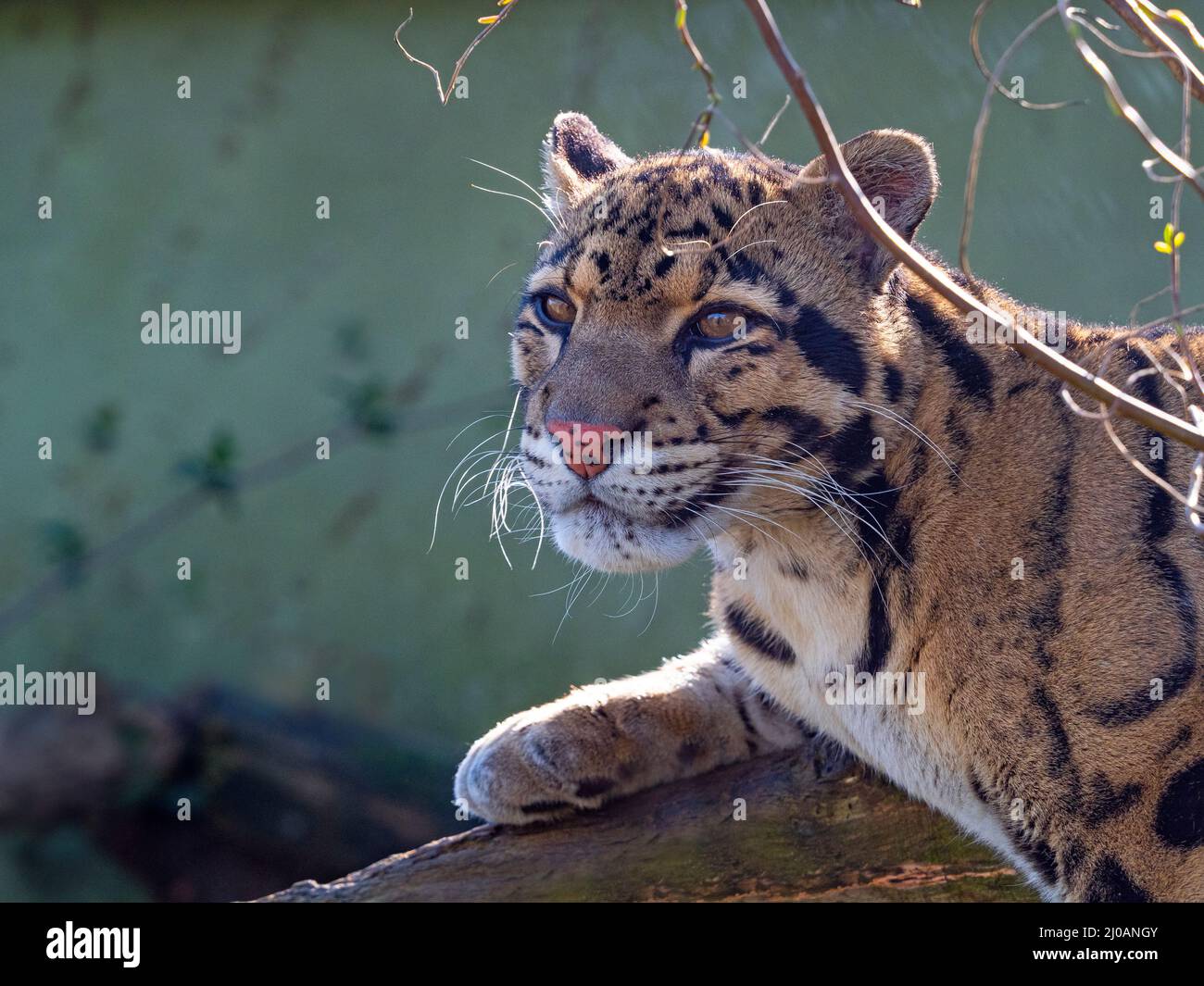 Male Clouded leopard Neofelis nebulosa Stock Photo