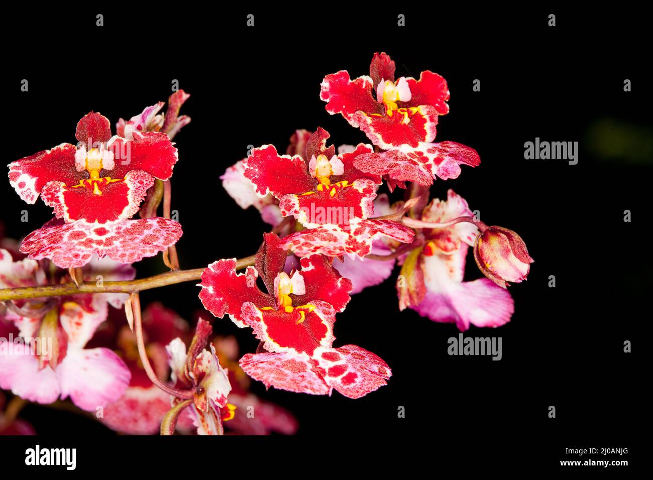 Beautiful flower closeup Stock Photo