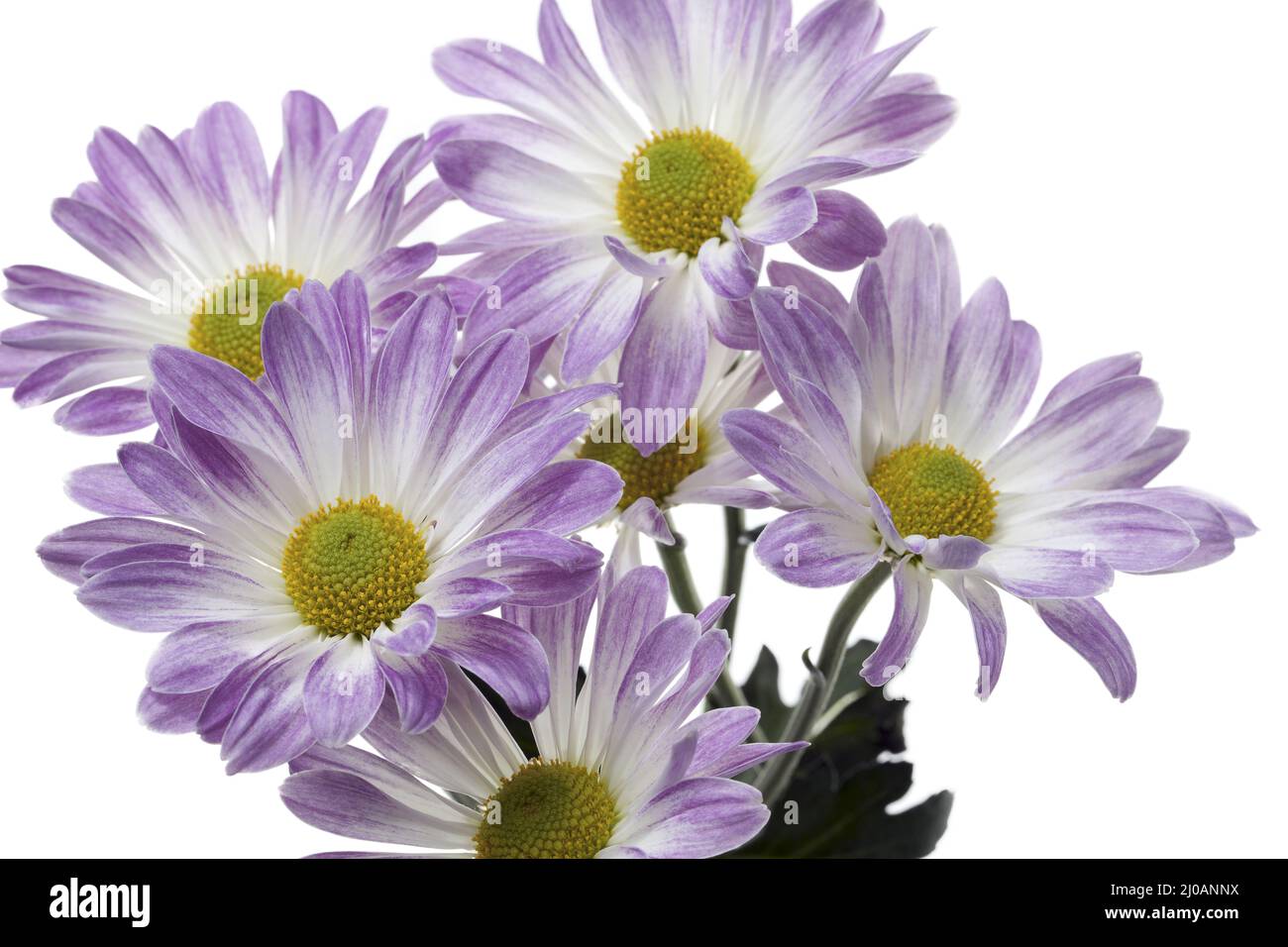 Purple white planting hi-res stock photography and images - Alamy