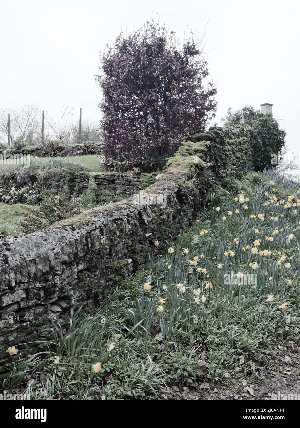 Stone wall with weeds hi-res stock photography and images - Alamy