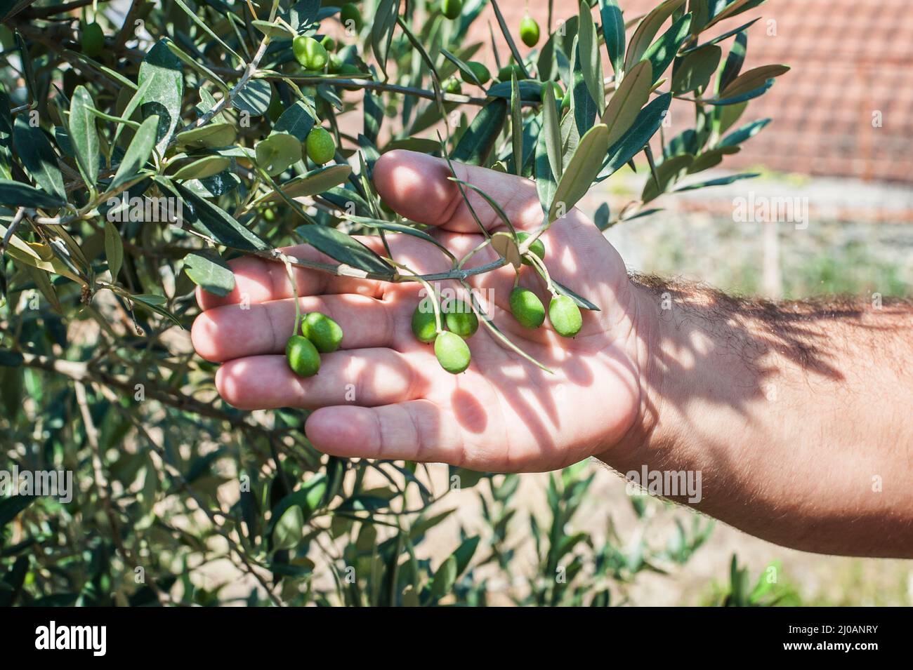 Hand holding olive branch hi-res stock photography and images - Alamy