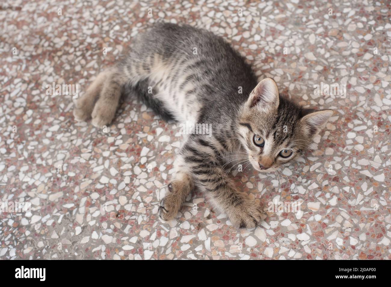 Cute tabby cat lying down on the floor Stock Photo - Alamy