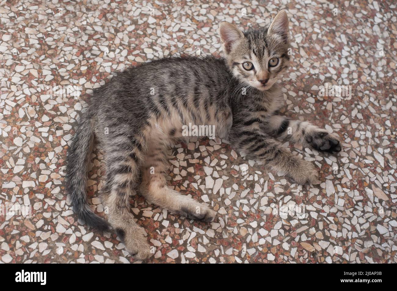 Cute tabby cat lying down on the floor Stock Photo - Alamy