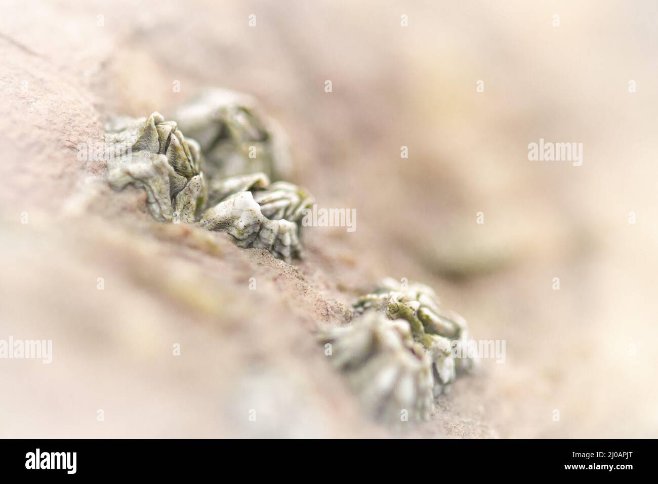 The barnacles (Balanus balanus) growing on the rocks of West Beach, Watchet look like an alien landscape when in a macro photograph Stock Photo