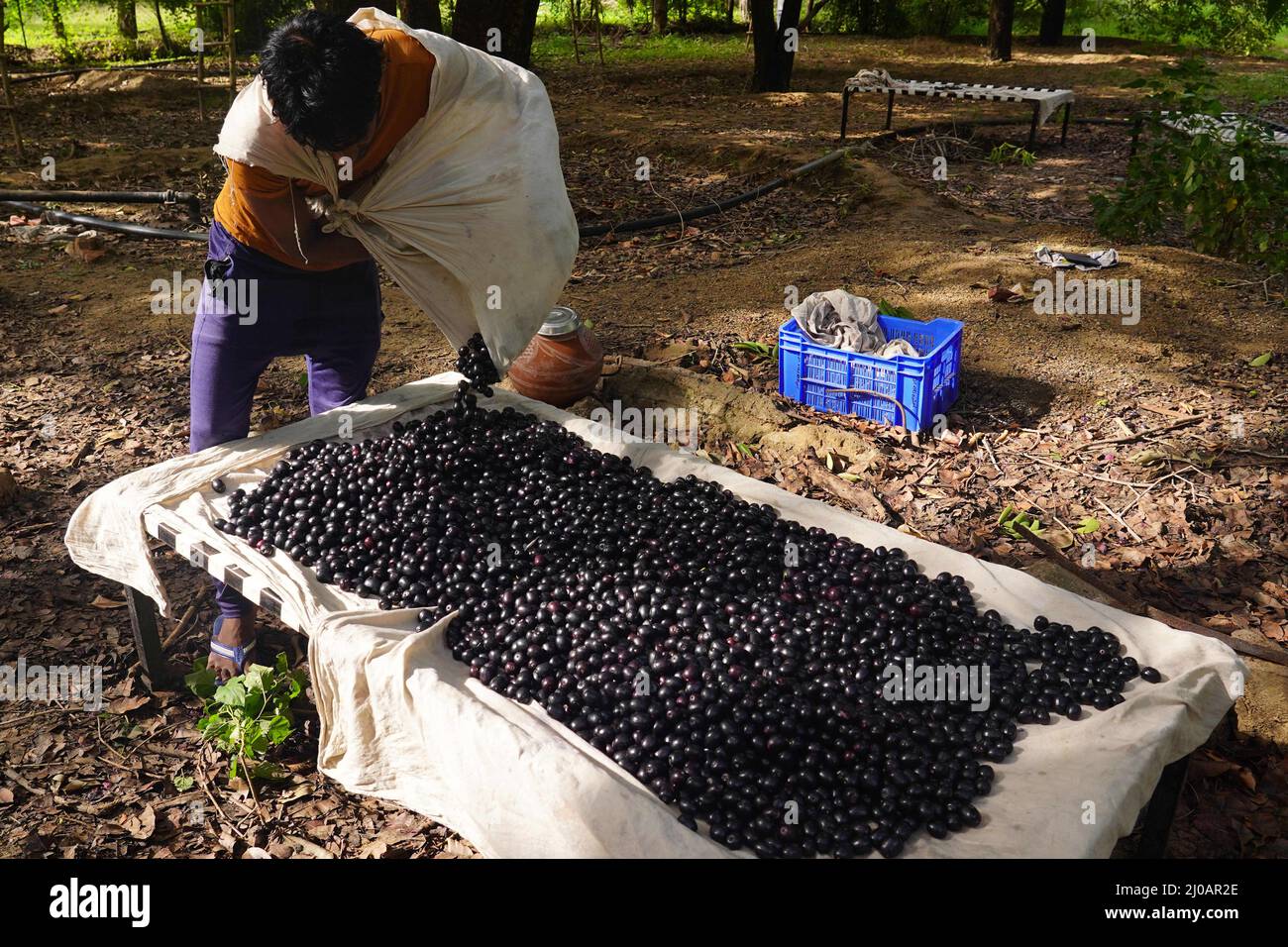 Indian Farmers Picks Jamun (Black Plums) Fruit from a farm in the Outskirts of Pushkar