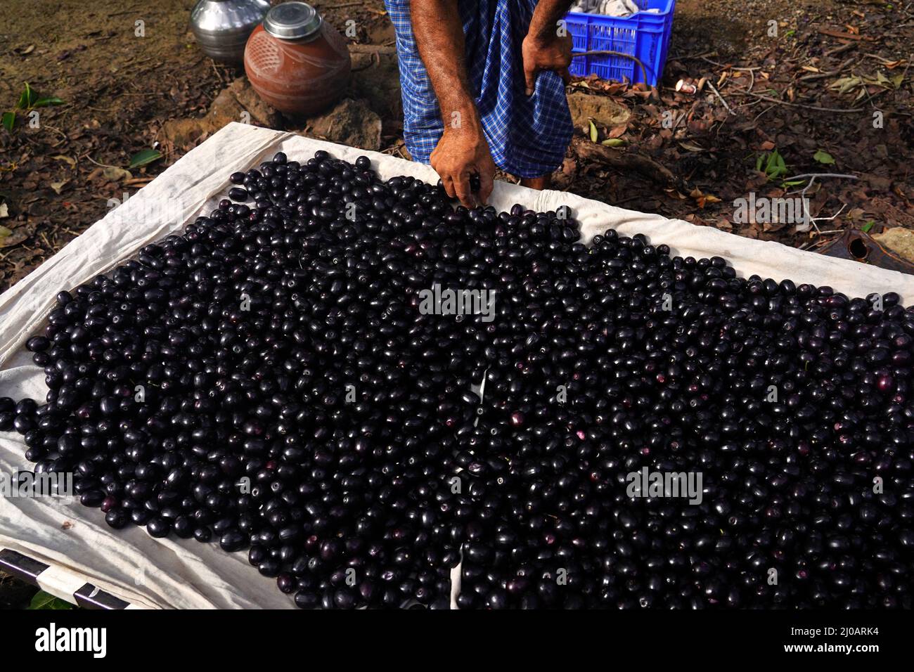 Indian Farmers Picks Jamun (Black Plums) Fruit from a farm in the Outskirts of Pushkar