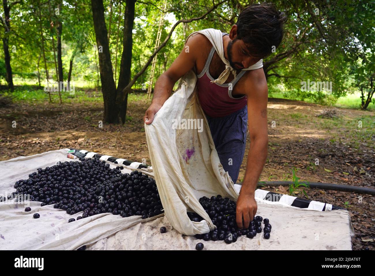 Indian Farmers Picks Jamun (Black Plums) Fruit from a farm in the Outskirts of Pushkar