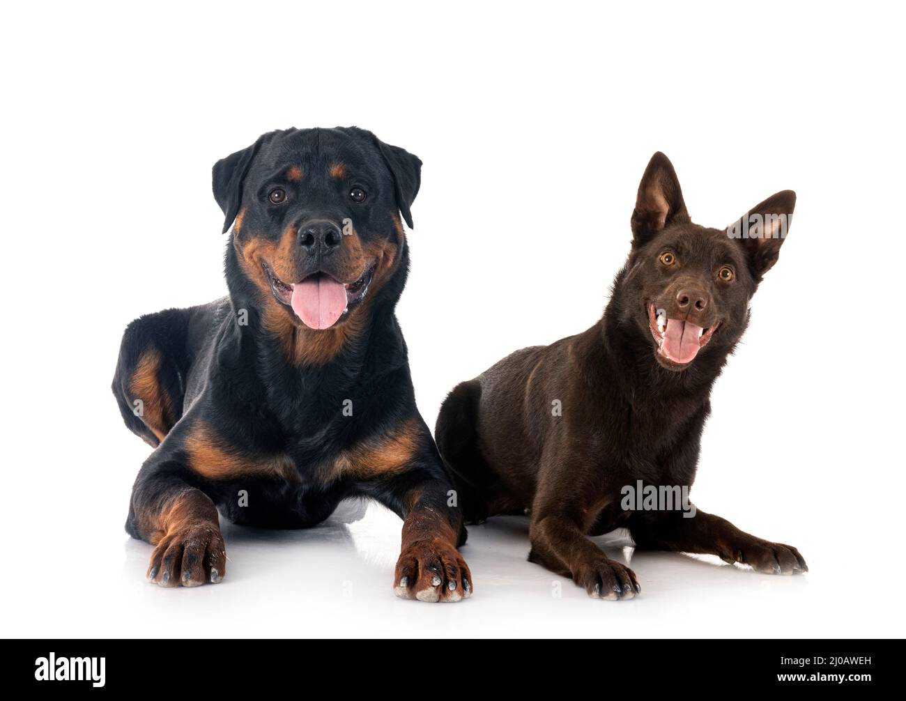 Australian Kelpie and rottweiler in front of white background Stock ...