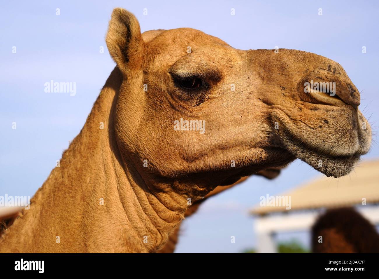 Farm animal rajasthan hi-res stock photography and images - Page 12 - Alamy