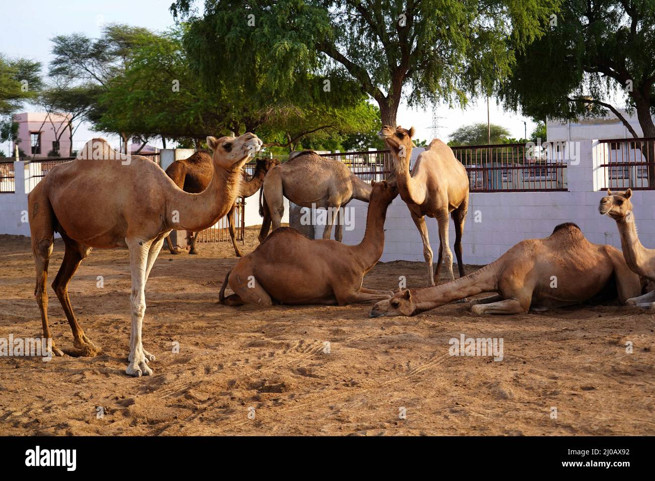 A Herd of camels at a camel research farm in Bikaner in India's western state of Rajasthan on 09 September 2021. Once dubbed the 'ships of the desert' and indispensable to life in India's arid west, camel numbers have steadily declined as they have been usurped by technological upheaval. Photo by ABACAPRESS.COM Stock Photo