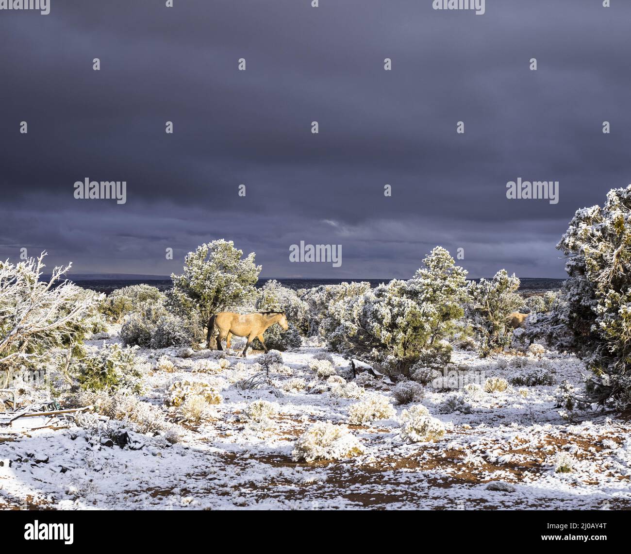 Horse with dark sky and snow in arizona Stock Photo